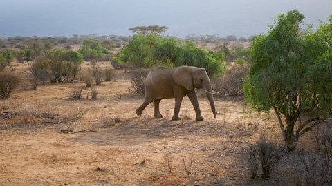 Young wild African elephant walks across the Savannah plain in a desert dusty land with red and brown ground in dry season under the bright sun among the green bushes in the Samburu nature reserve.