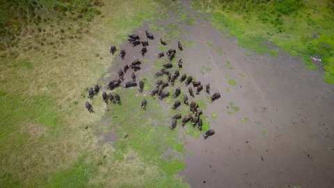 Aerial view of a buffalo herd in Tanzania.