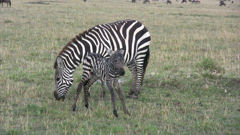 
A baby zebra makes the first step of faith.

