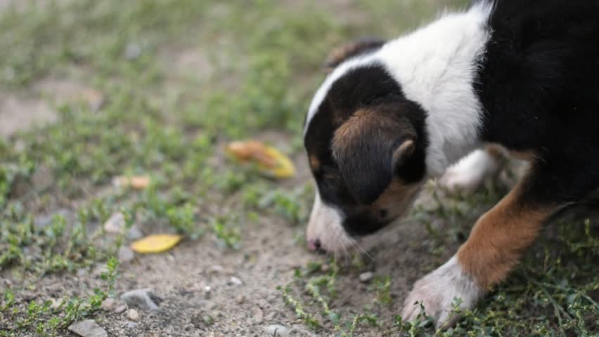 hearty hungry young dog, soft focus