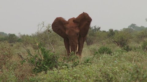 
An elephant displaying attack mode with ears open.
