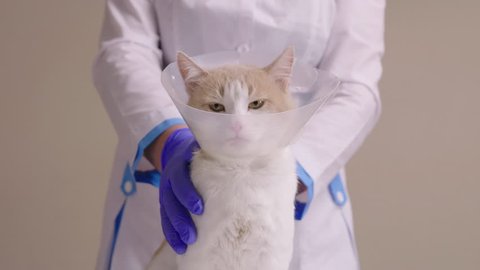 Doctor checks cat in elizabethan collar