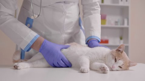 Veterinarian doctor examine cat health in veterinary clinic.