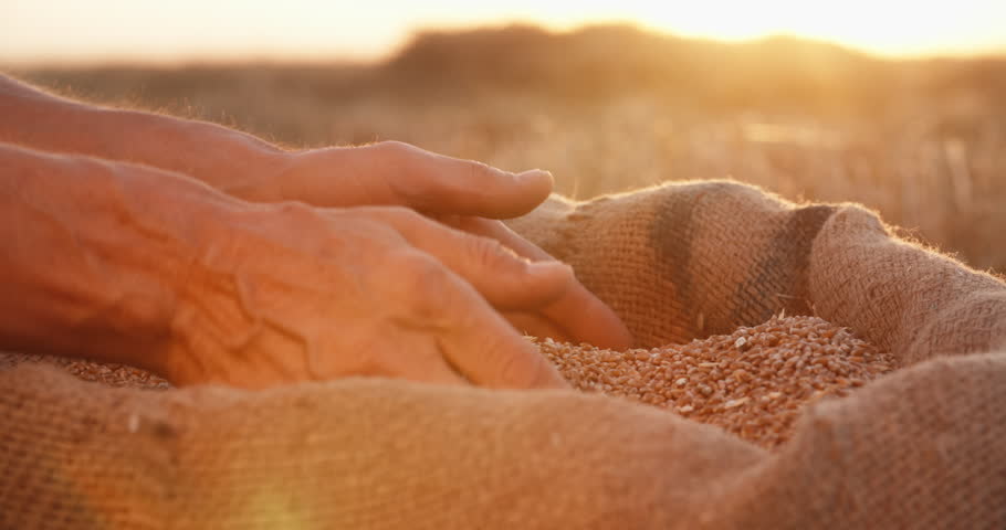 Hands of farmer touching and sifting wheat grains in a jute sack after good harvest. agriculture concept, closeup 4k Royalty-Free Stock Footage #1017320761