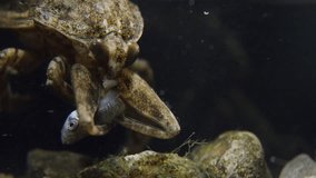 Water potato bug holding and poking fish in aquarium / Salt Lake City, Utah, United States
