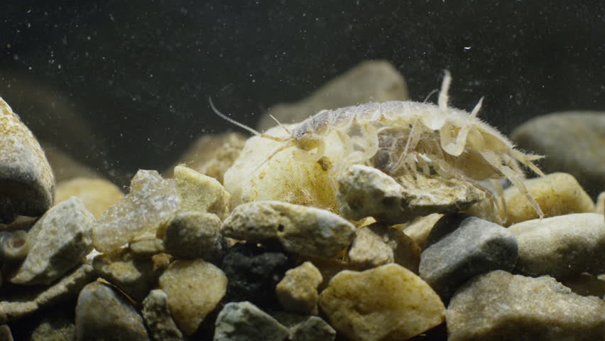 Giant Water Bug on rocks image - Free stock photo - Public Domain photo ...