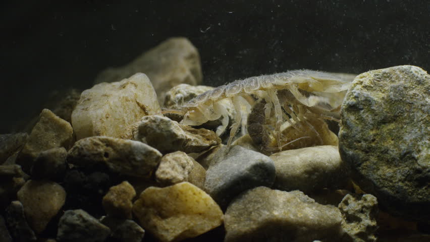 Giant water bug crawling on rocks in aquarium / Salt Lake City, Utah, United States