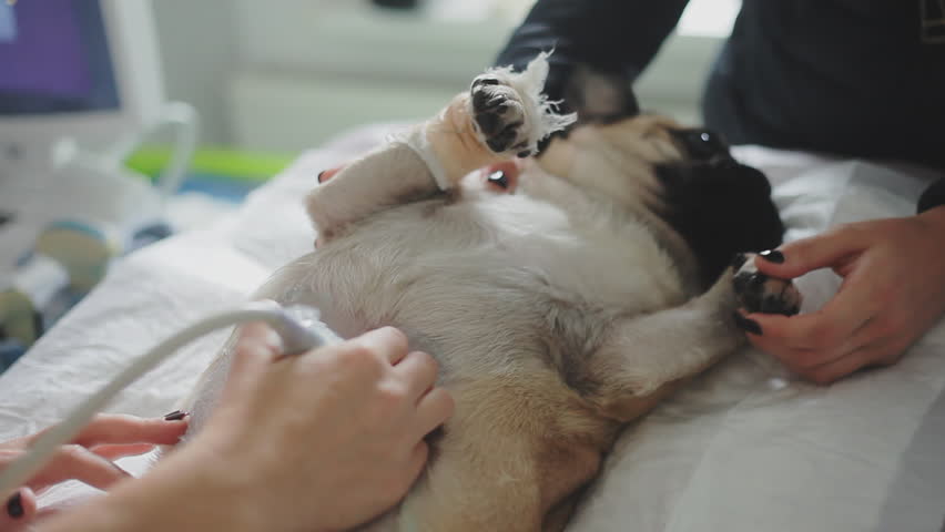 цистоцентез у кошек