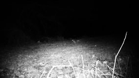 House Mouse (Mus Musculus) in a field in a winter night. The house mouse is a small mammal of the order Rodentia, one of the most abundant species of the genus Mus. Nature and Wildlife FullHD Video.