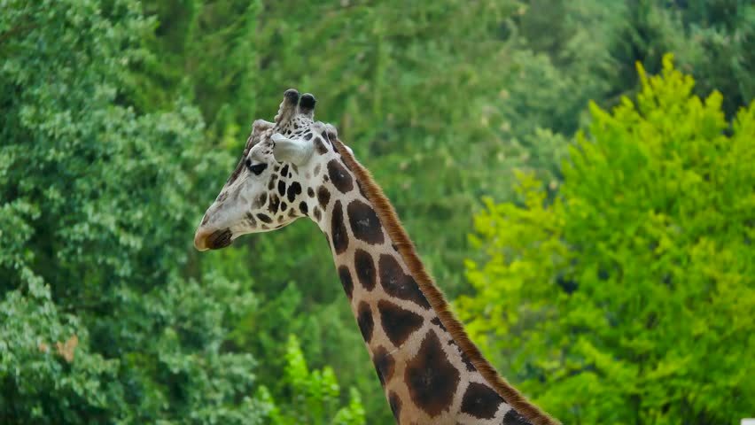 giraffe head and neck detail shot with forest background