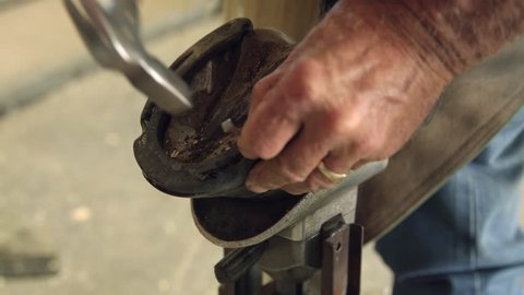 Farrier Nails Horse Shoe to Horses Hoof