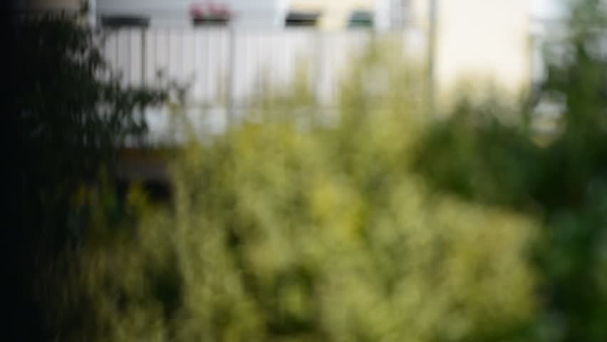 Modern garden backyard scene European style. Calm summer breeze wind blowing the leaves and trees.