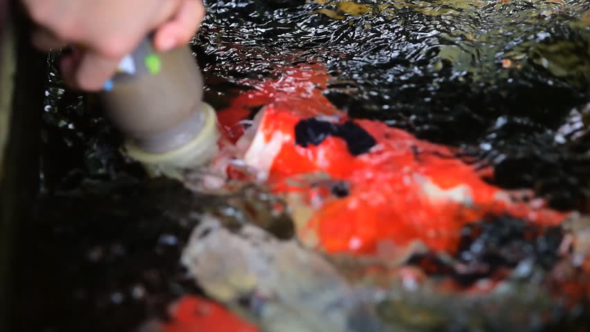 Hand of a child  hold a feeding bottle for  crayfish in the pond.