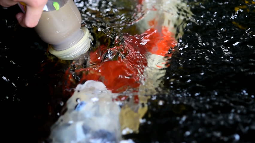 Hand of a child  hold a feeding bottle for  crayfish in the pond.