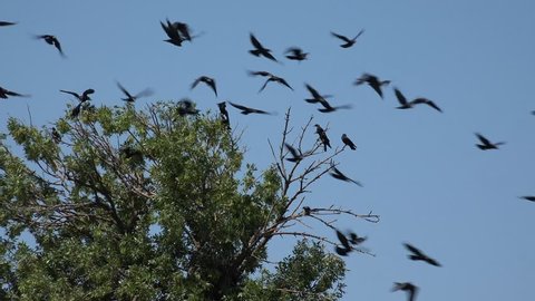 Flock of Crows Flying on Cloudy Sky, Ravens in Flight, Birds in Air, Summer