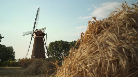 Bush of cutted wheat peacfully waving in the wind with a typical Dutch Windmill in the back. Person passes by.