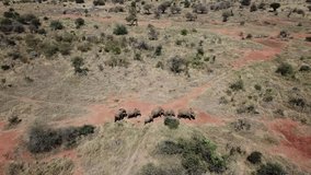Herd of African Elephants in Kenya, East Africa. Aerial drone 4K footage. 