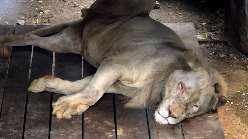 Sleeping old white lion.