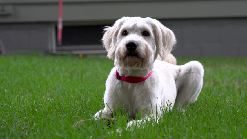 Front view close up of cute white dog laying on the grass with his toy. Goldendoodle looking into camera, than up and sideways. | Shutterstock HD Video #1017358738