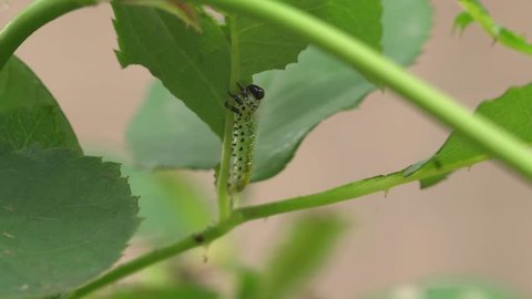 saw fly larvae eating a rose leaf