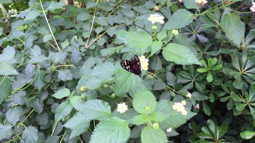 close shot of butterfly on a flower