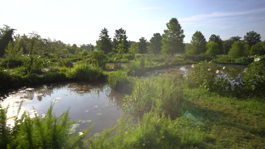Steadicam motion across several backlit lily ponds in morning light at Kenilworth Aquatic Gardens National Park in Washington, DC.
