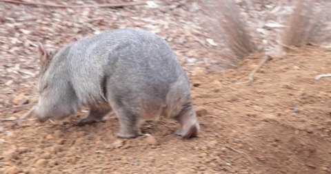 Wombat walking around its enclosure at a wildlife park