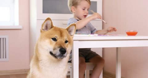 Shiba inu dog and 3 years old child boy are best friends, they play together at home. The puppy watches as his little owner draws. Happy kid concept