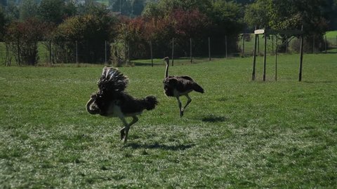 Ostrich farm. The ostrich is dancing, having fun, circling and then falling down from fatigue.