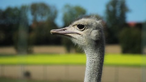 Ostrich head. Close-up.