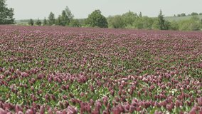 Blooming field with clover. Crimson summer field. Day footage, low depth of field