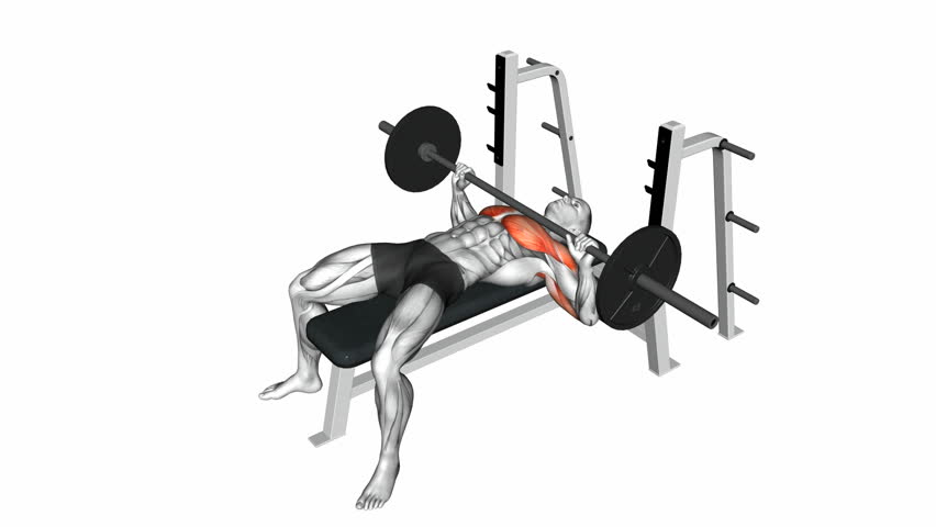 Barbell Bench Press Exercise. Anatomy Stock Footage Video (100% Royalty