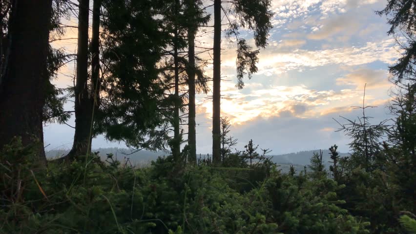 Part of the forest with young and old firs. Dawn over the mountain range.