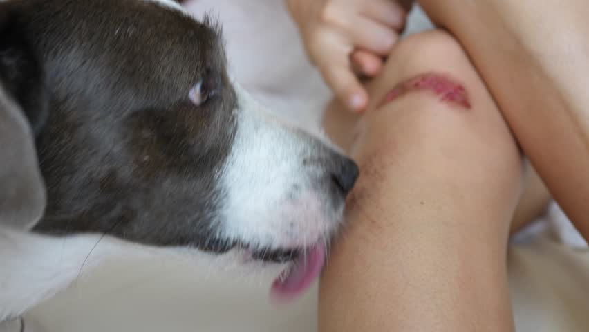 Dog Licking A Wound On Stock Footage Video 100 Royalty Free 1017378871 Shutterstock