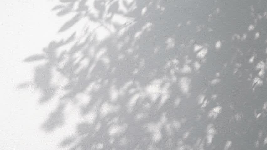 closeup the motion of shadows leaf with blowing wind on a white wall background. Royalty-Free Stock Footage #1017379468