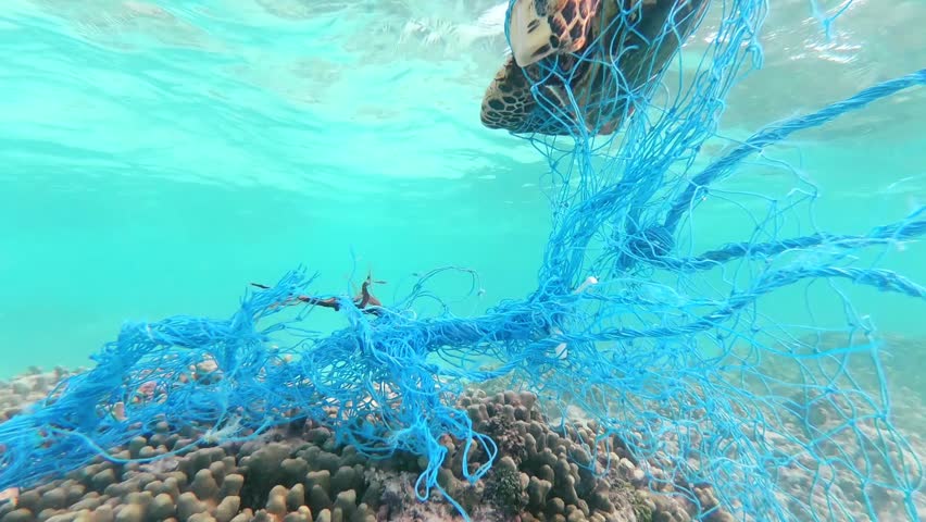 Green sea turtle entangled in a discarded fishing net. | Shutterstock HD Video #1017388123