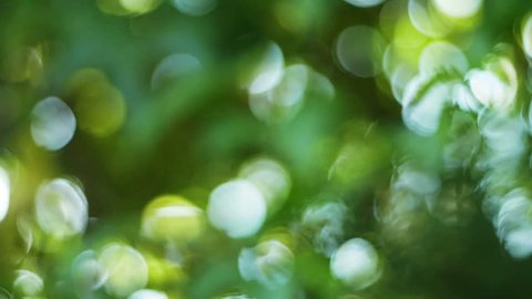 Beautiful nature green bokeh sunshine abstract blurred background, foliage plant leaves shadow swaying in the wind with sunbeam and sun flare.