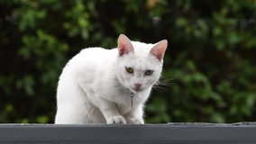 close up HD video of one small white cat with heterochromia, different colored eyes, playing on a roof, trees out of focus in the background. wearing collar that says my name is Ariel.