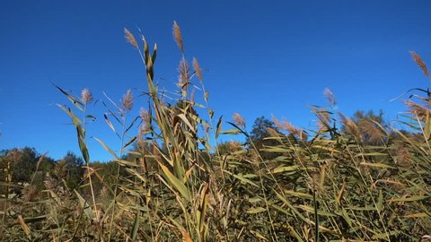reed green grass . blue sky