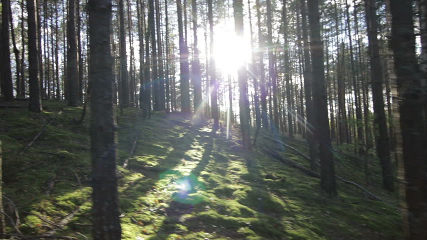 Moving uphill in deep pine-spruce forest opposite the sun Pov Shot | Shutterstock HD Video #1017391672