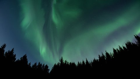 Brilliant full sky aurora borealis over forest treeline silhouettes, Heidmork Iceland.
