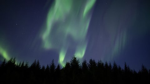 Slow moving aurora borealis over forest trees, Heidmork Iceland.