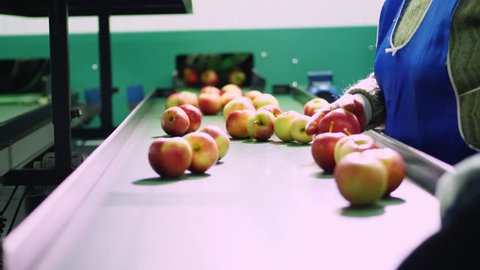 in an apple processing factory, workers in gloves sort apples. Ripe apples sorting by size and color, then packing. industrial production facilities in food industry