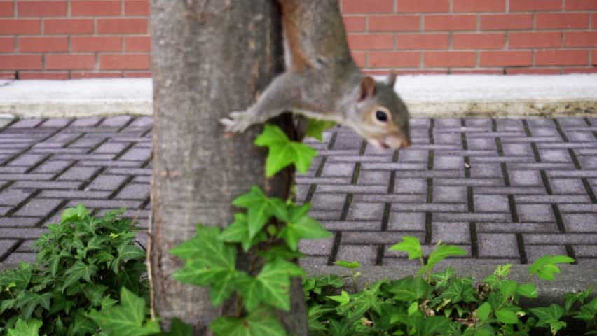 Squirrel hanging onto tree while holding on to a nut.