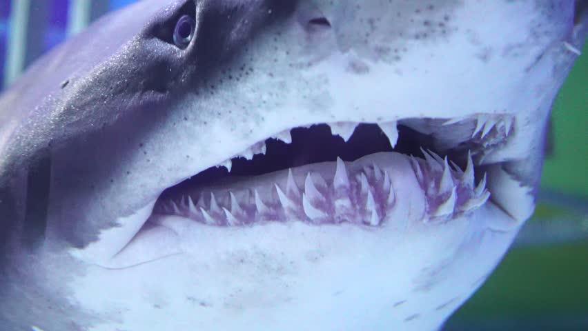Close up Sand Shark teeth portrait underwater
