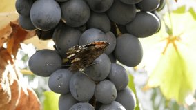 Red admiral Vanessa atalanta butterfly on grapevines slow-mo video