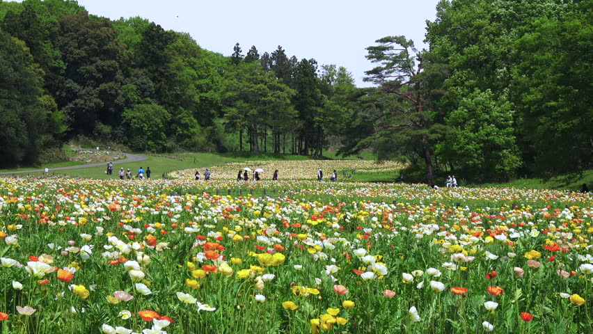 Iceland Poppy at Musashi Hills Forest Park in Saitama Prefecture