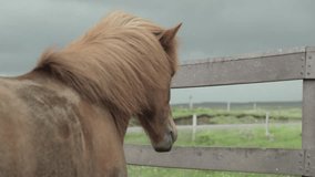 Horse shakes its head in Iceland. Slow motion. Not color graded.