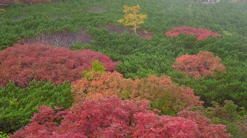 Autumn leaves of mountain called Norikura in Nagano prefecture of Japan.