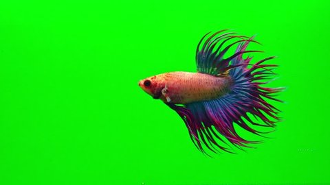 Super slow motion of vibrant Siamese fighting fish (Betta splendens), well known name is Plakat Thai, Betta is a species in the gourami family, which is a popular fish in the aquarium trade